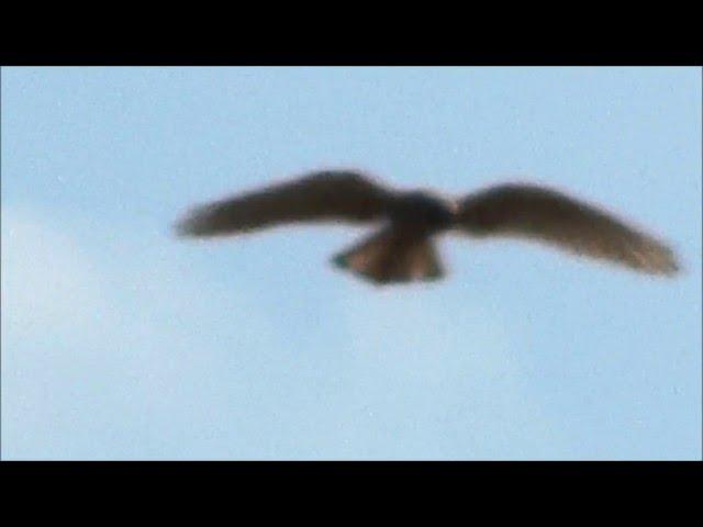 De Torenvalk/ Common Kestrel