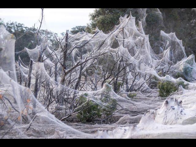 Паучий апокалипсис или нашествие пауков в Австралии #Australia #Victoria #spiders