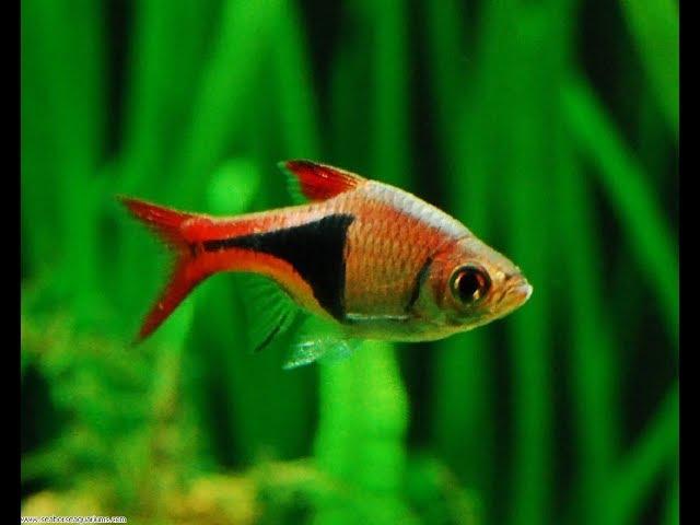 Top 20 Fish for Planted Aquariums  (Aquascaping)
