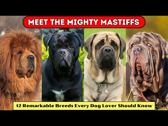 Meet the Mighty Mastiffs: 12 Remarkable Breeds Every Dog Lover Should Know