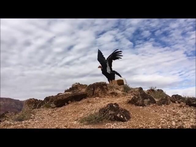 Releasing a California Condor at Vermilion Cliffs National Monument