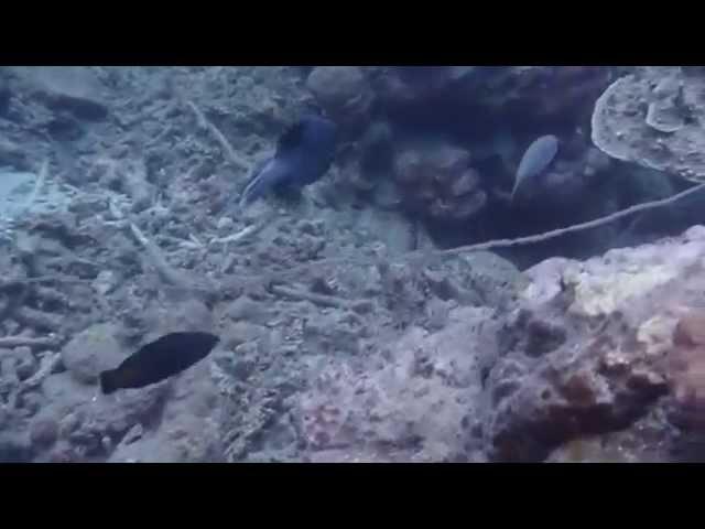 Black-spotted pufferfish (Arothron nigropunctatus) while scuba diving in Beqa lagoon, Fiji