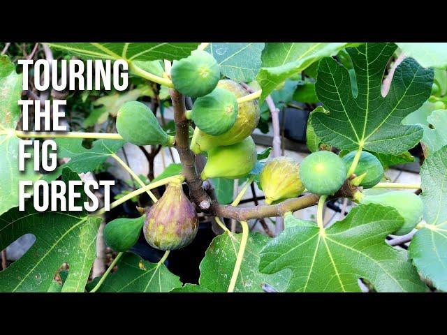 Touring the Fig Forest: Inside the Mind of the Fig Boss with Lessons Along the Way