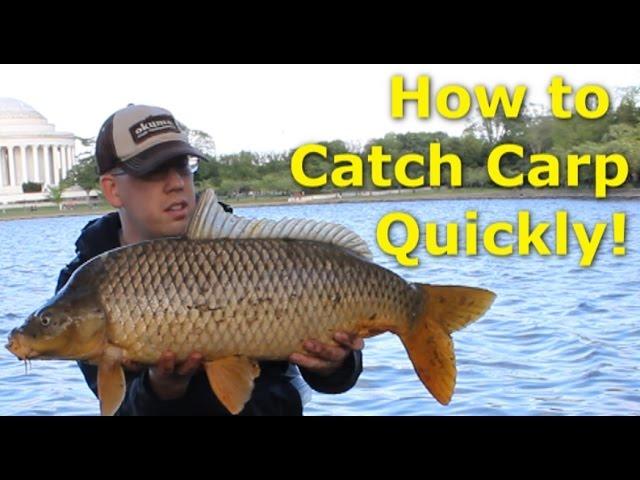 How to catch carp quickly - Fishing for carp with pack bait