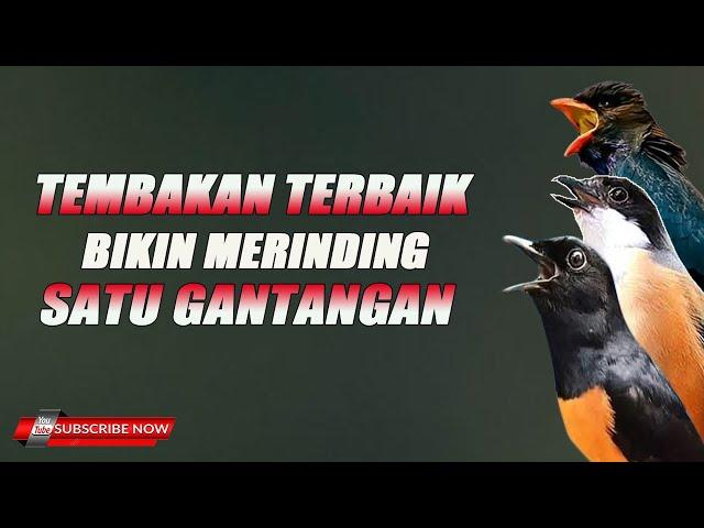 MASTERAN FULL NEMBAK KASARAN BIKIN MERINDING SATU GANTANGAN !!!