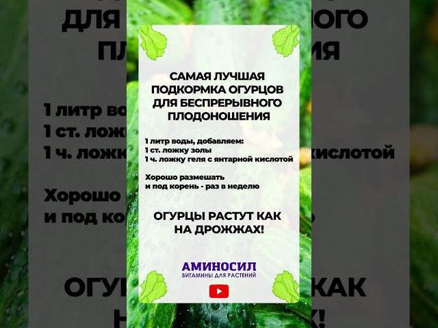 ПОДКАРМЛИВАЙ ОГУРЦЫ ТОЛЬКО ТАК