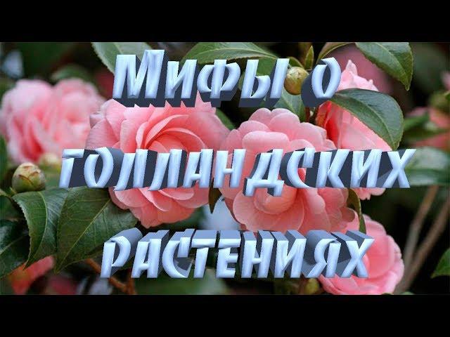 Мифы о Голландских Растениях