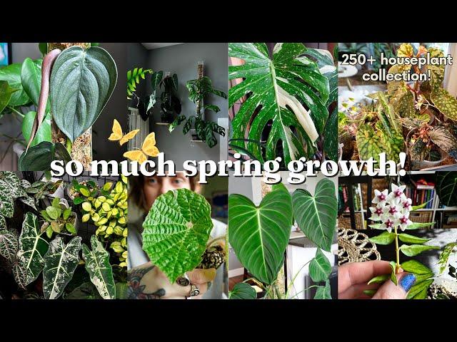 my planty paradise is thriving?! houseplant collection walk through/updates for APRIL 