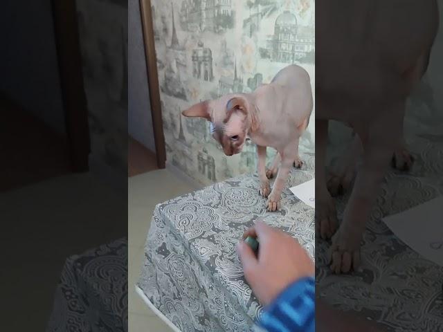 Игра "принеси кубик")
