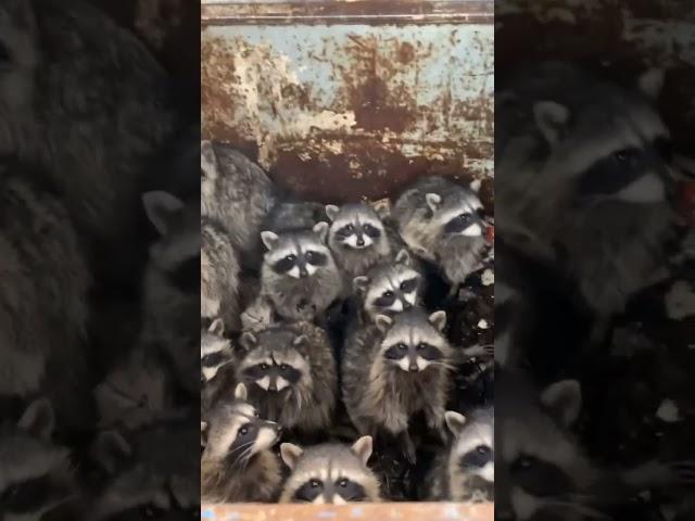 Guy Rescues Village Of Raccoons Stuck Inside Dumpster