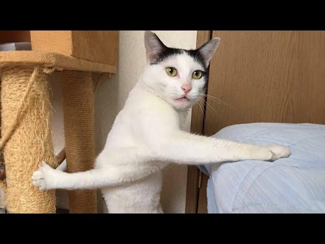 Funny Cat Videos of 2024  YOU LAUGH YOU LOSE