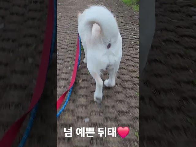 쿠키처럼 행복하개 - 뒤태가 넘 예쁜 동숙씨️ #유기견입양 #세상에하나뿐인너 #산책봉사 #코코쉼터