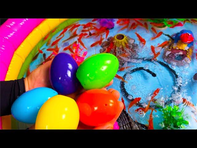 Amazing catch Colorful surprise eggs, crayfish, koi, angelfish, betta fish, goldfish, glofish tetra