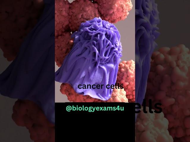 Macrophage eating Cancer Cell 3D Animation | Phagocytosis | Immunology @biologyexams4u