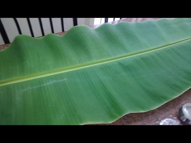 Very big banana leaf in our  tree