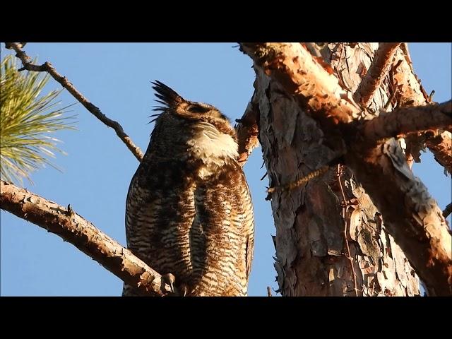 A Jutila Great Horned Owl Hooting 2020