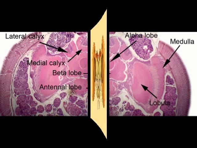 The Remarkable Brain of the Bee