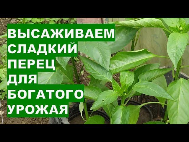Правильная Посадка Перца В Теплице Для Большого Урожая