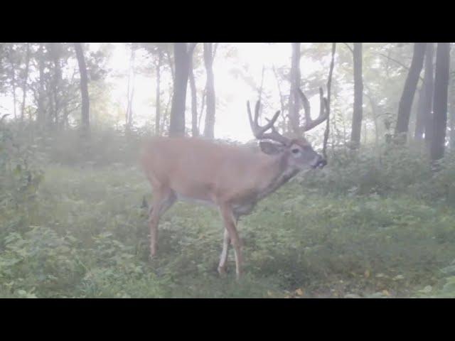 Where Early Bow Season Bucks Disappear To