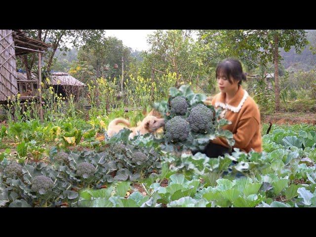 Harvest broccoli and cook. Cultivate potato roots, plant flowers.