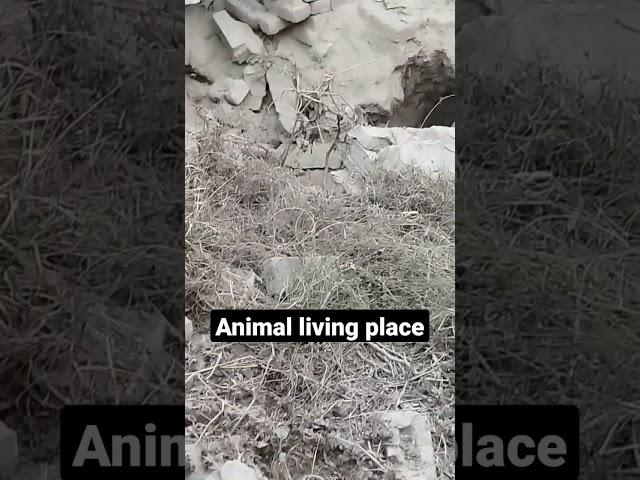 #shortvideo #virolvideos #animallivindplace