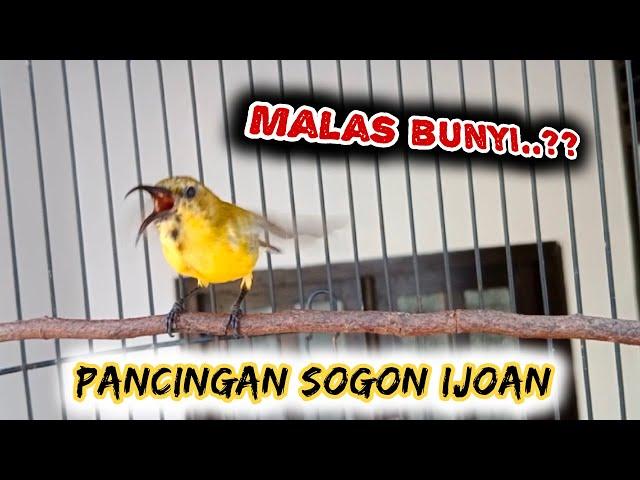 SOGON TROTOL GACOR NGLEPER PANCINGAN SOGON IJOAN AGAR BUNYI     #sogon #sogonijoan #sogontrotolgacor