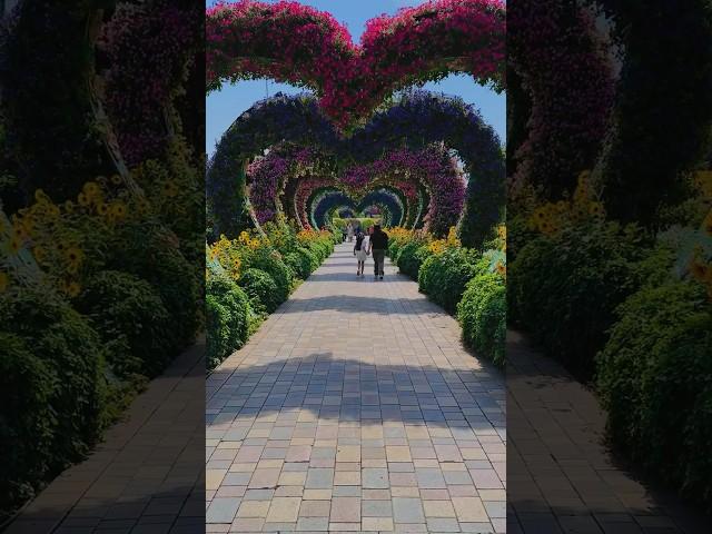 A day in Dubai Miracle Garden @dubaimiraclegarden @miraclegardensubai #miraclegarden #dubai