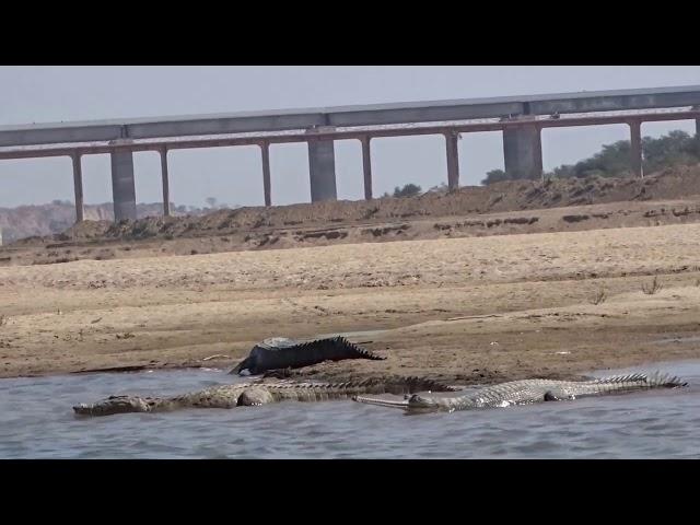 Munna chambal safari dholpur