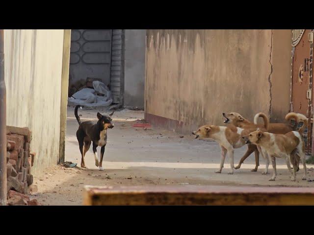 Street Dog Fight||Street Dog Danger Fighting||