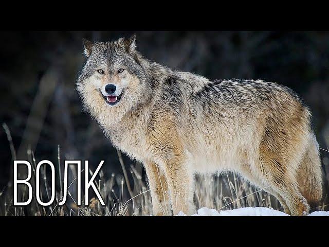 Wolf: The best social predator | Interesting facts about the wolf