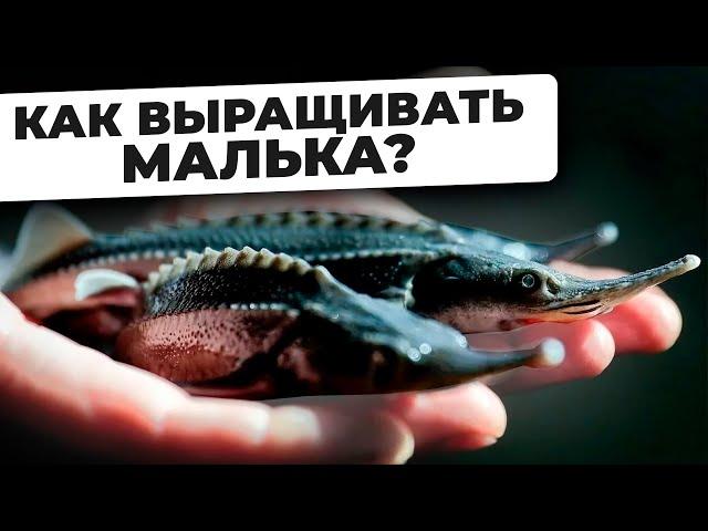 БИЗНЕС НА ВЫРАЩИВАНИИ МАЛЬКА. Как Спроектировать и Построить Мальковую ферму УЗВ?