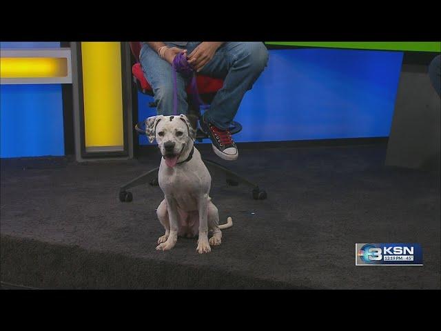 Pet Project: Sweet Ellie Mae looking for her fur-ever home