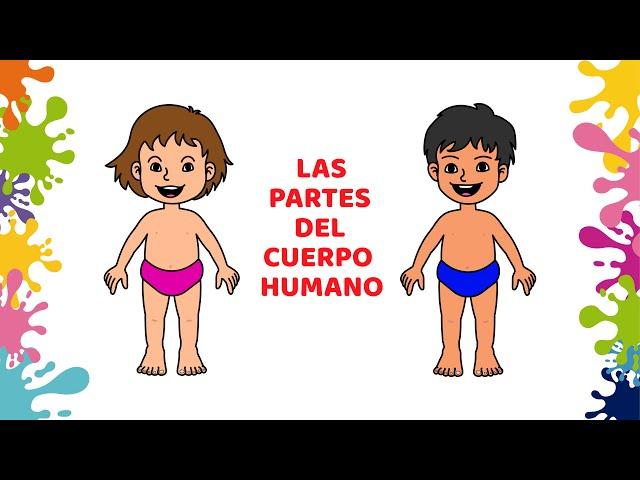 Las partes del cuerpo humano para niños