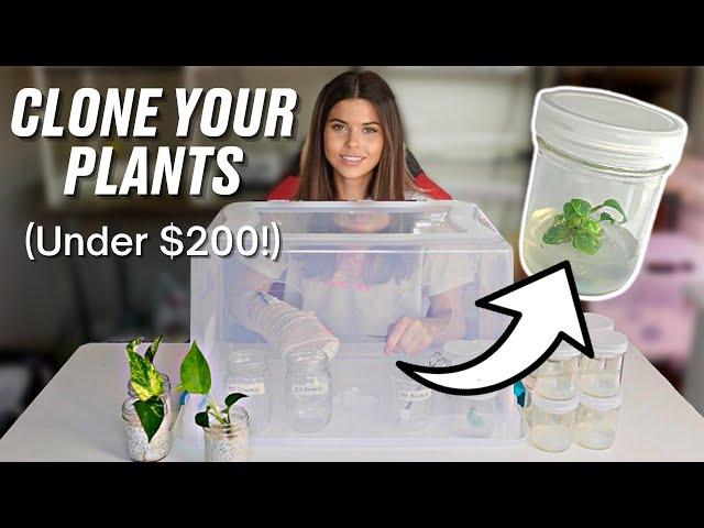 DIY Tissue Culture: How to Get Started for Less Than $200