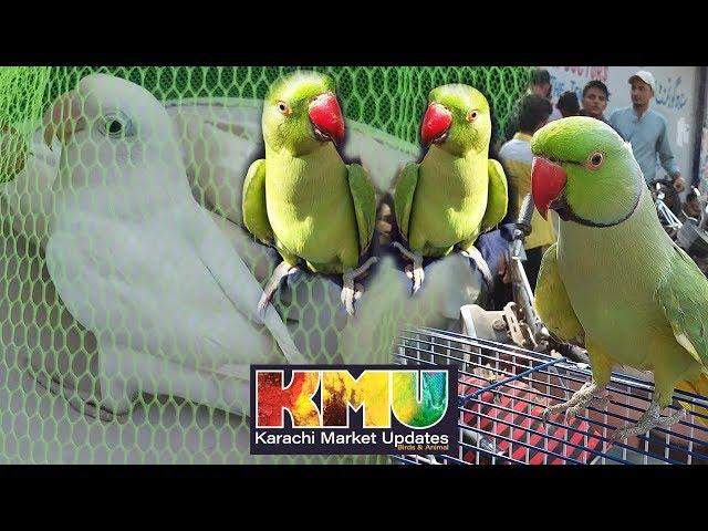 Sunday Bird Market Lalukhet Karachi Pakistan - Lalukhet Pets Market Latest Updates