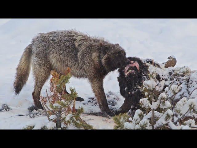 Wildlife Cameraman Showreel 4K  | Wildlife in 4K | Inspire Wild Media