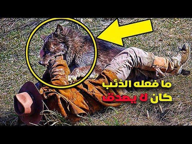 رجل أطعم ذئبا عالقا في مصيدة عدة  ايام .. وبعد 5 سنوات التقى مجددا في الغابة !!