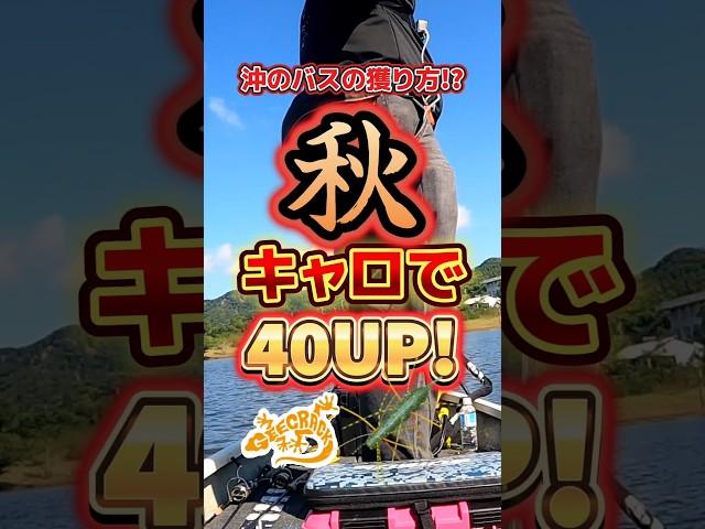 カンタン楽々キャロライナ！で40UP！ #inb_fishing #三島湖 #geecrack #イモケムシ