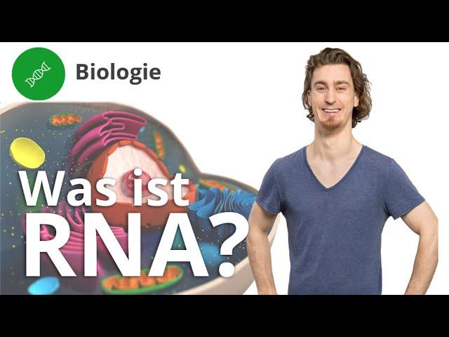 RNA: Was ist das und wie ist sie aufgebaut? – Biologie | Duden Learnattack