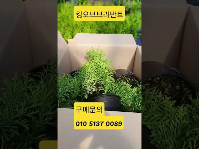 2023년 신품종 침엽수 킹오브브라반트 포장작업. #가평묘목농원 #침엽수  #조경수#shorts