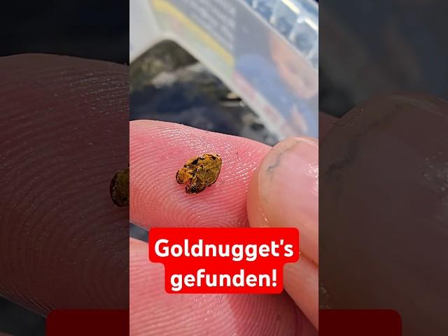 2 gold nuggets found with the metal detector! ‍ #goldpanning #outdoor #golddoktor #detecting