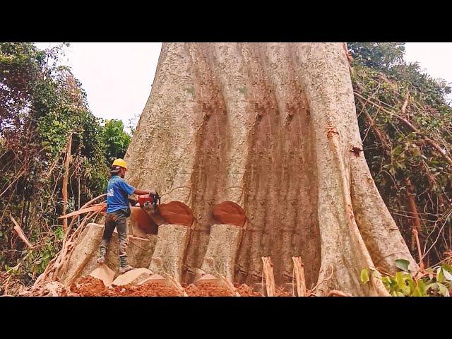 Biggest Tree Cut Down With Chainsaw Machine - Massive Trees Cut Down