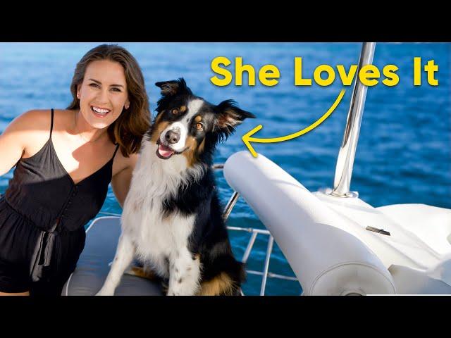 BOAT LIFE: Our Dog's Morning Routine On Our Sailboat