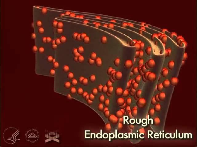 Endoplasmic Reticulum (Rough) 3-D