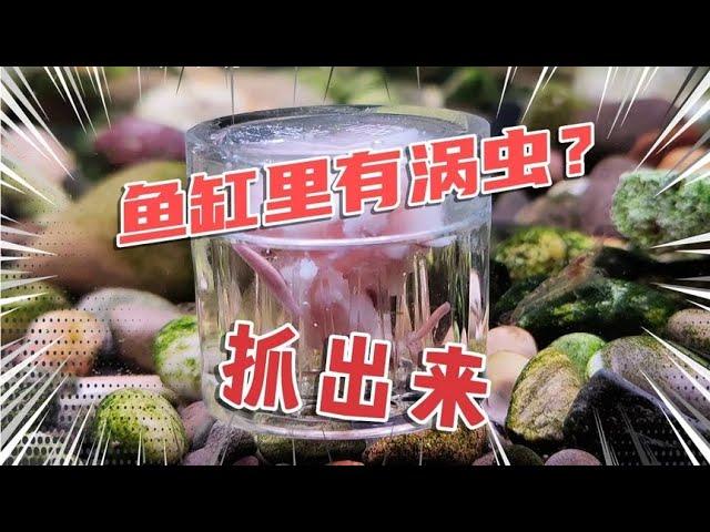 鱼缸里黑壳虾少了，果然是有涡虫了，看我半小时如何抓几十条