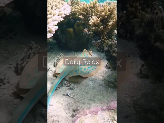 Daily Relax | Underwater Diving Sound #argamon #am #shorts