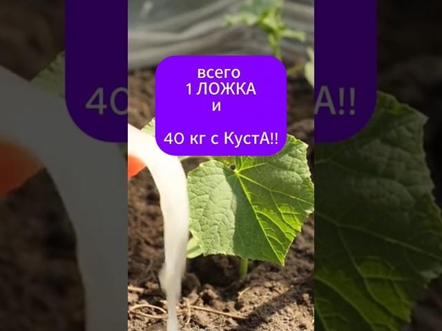 1 Ложка и 40 кг огурцов с одного куста за сезон #огород #огурцы #урожай #подкормка #дача #сад #сезон