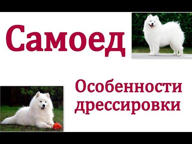 Особенности дрессировки самоеда (самоедской лайки) Как щенка так и взрослой собаки