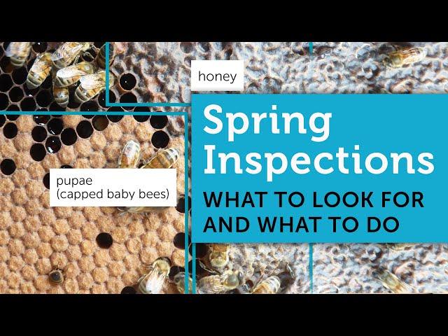 Spring Beekeeping for Beginners | How to Inspect a Beehive in Spring