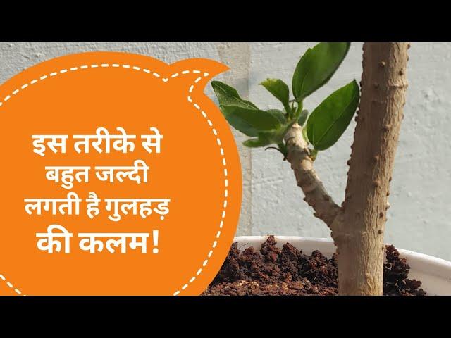 गुड़हल की कलम लगाने का आसान और सफल तरीका gudhal ki cutting kaise Grow Hibiscus plant from cutting